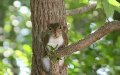 Get Focused Squirrel!