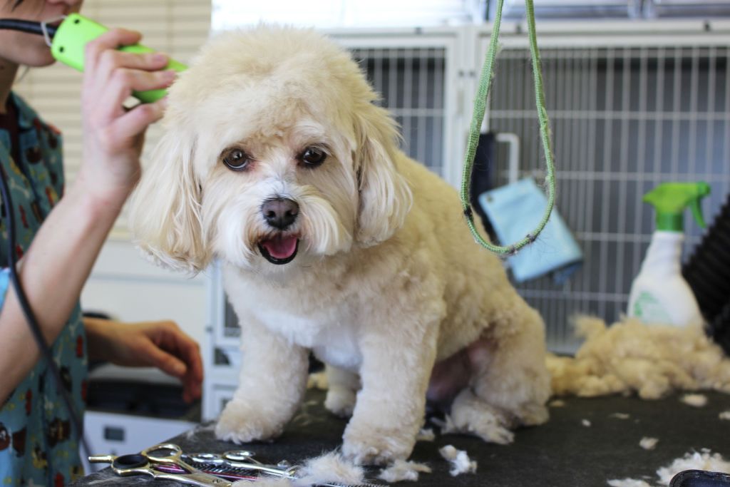 white dog groomed